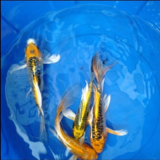 koi kabuto metalik slayer