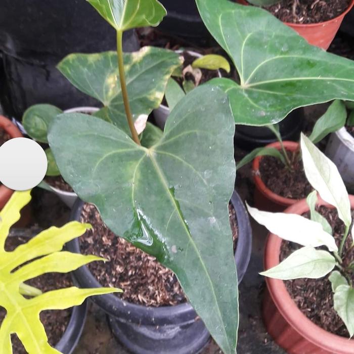 anthurium bintang kejora silang pterodactyl ( koleksian ) rare