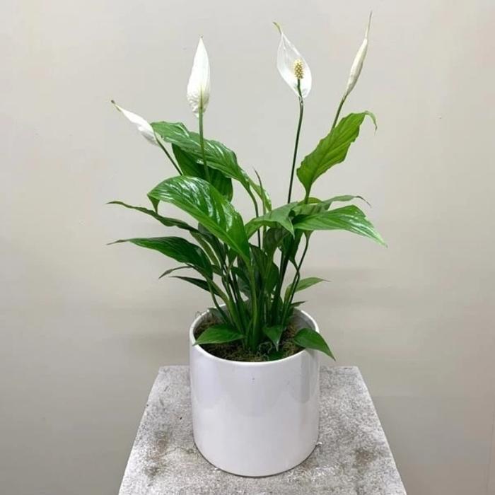 Tanaman hias peace lily bunga sepatu plus pot hitam