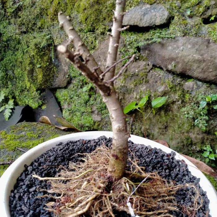 bahan bonsai anting putri mikro cabang