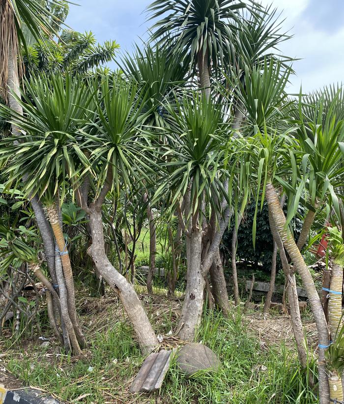 Tanaman Pandan Bali Fosil KDY 2