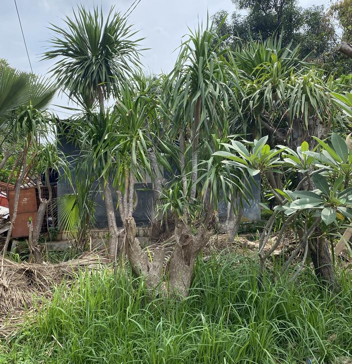 Tanaman Pandan Bali Fosil KDY 1