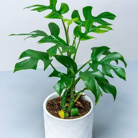 tanaman monstera tetrasperma/monstera mini