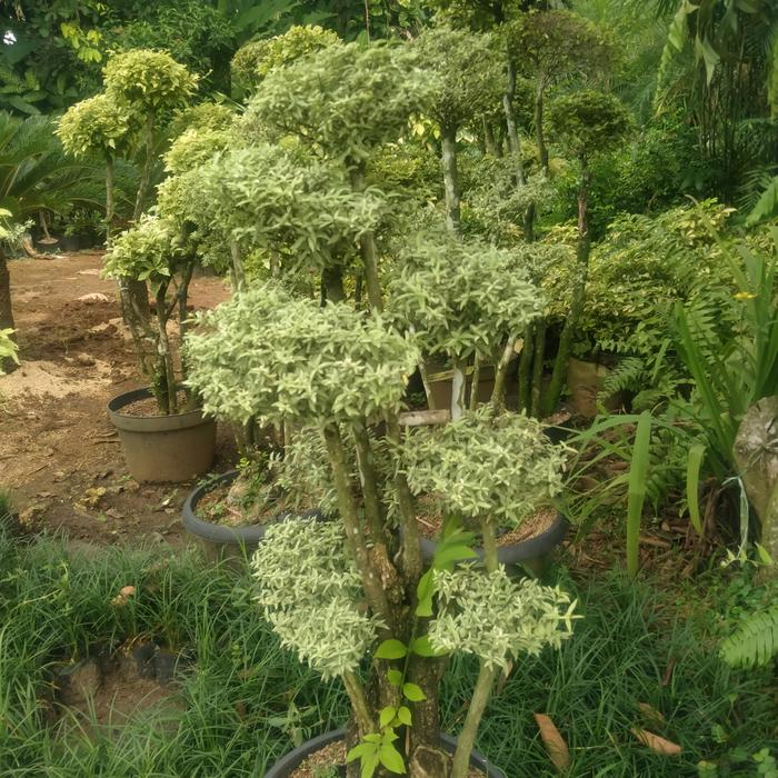 bonsai anting putri salju pohon