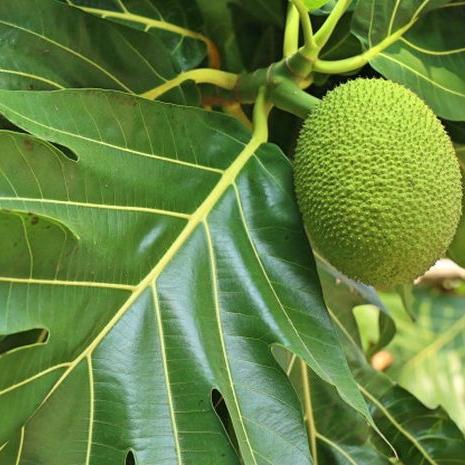 DAUN SUKUN SEGAR 1kg