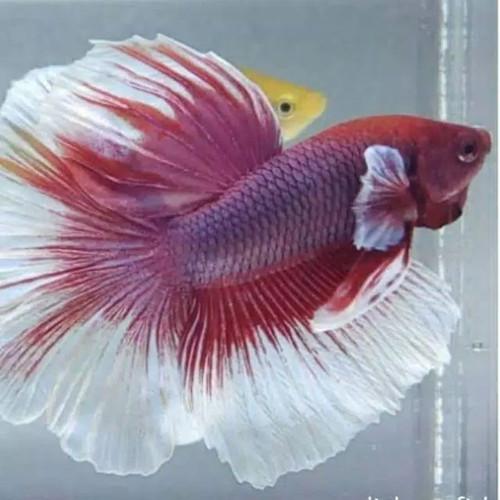 Halfmoon Bergaransi Halfmoon