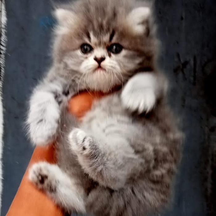 kucing jantan abu persia blue smoke 2 bulan lebih
