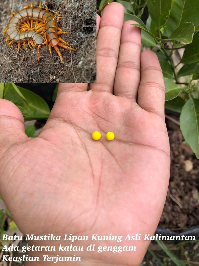 Batu Mustika Lipan Kuning Asli Alami dari Sarang Lipan Sepasang