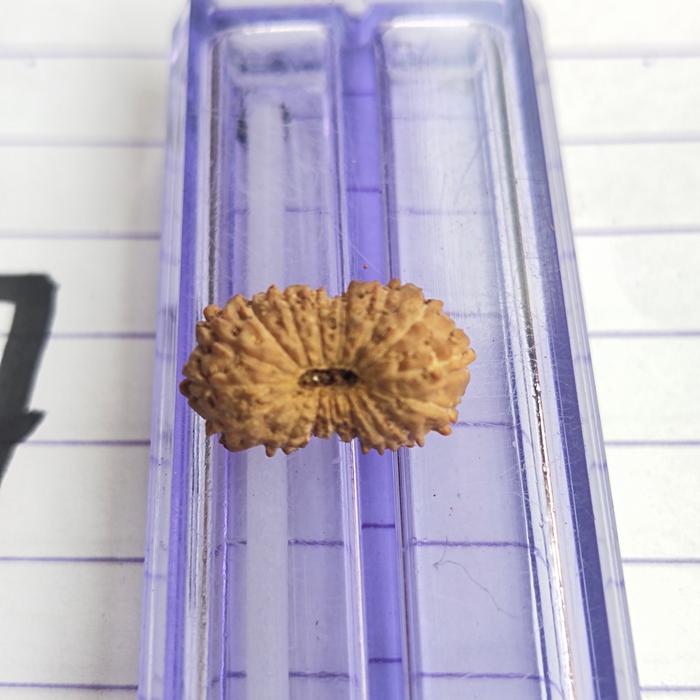jenitri rudraksha mukhi 17 kecil