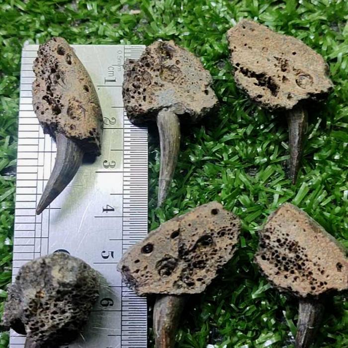 borongan fosil taring buaya natural alami temuan
