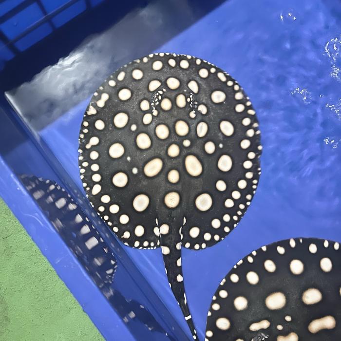 Pari swc stingray black diamond pure 20-23cm mae female