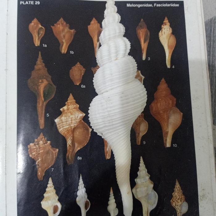CANGKANG KERANG FUSINUS COLUS PUTIH