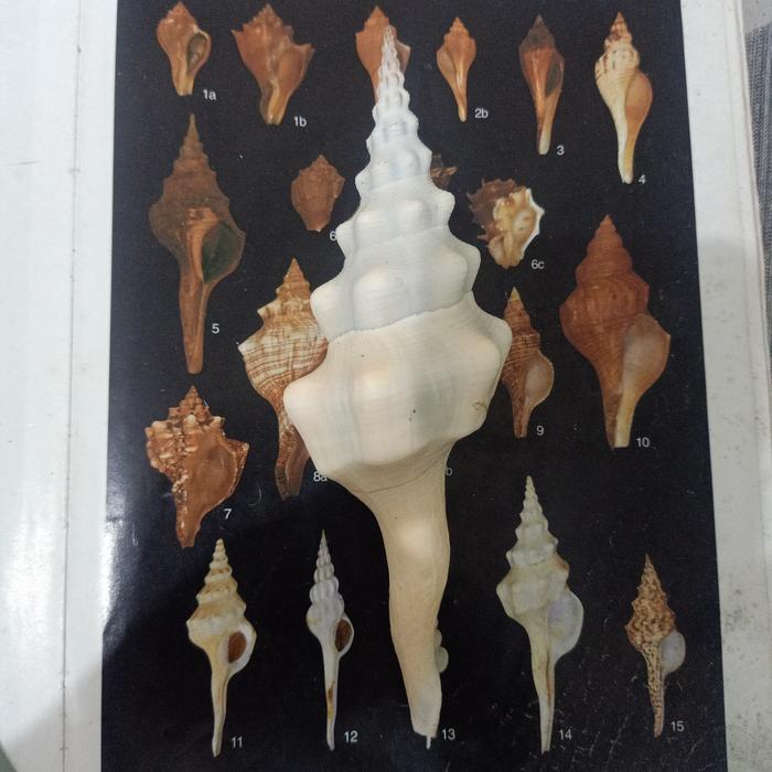 CANGKANG KERANG FUSINUS COLUS