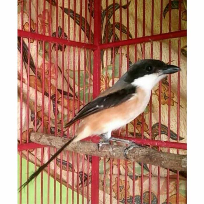 pentet bahan jatim blangkon