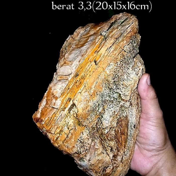 batu fosil kayu aren unik &langka(059)