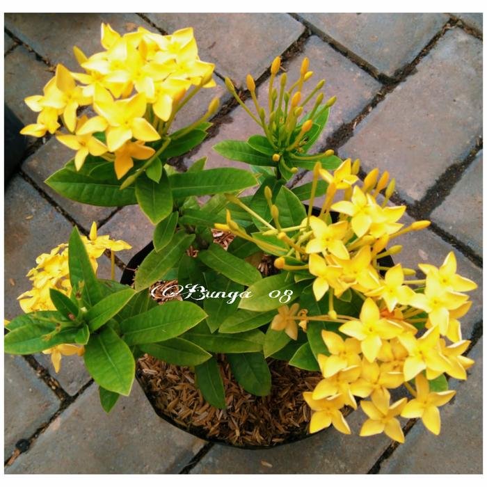Tanaman hias SOKA / ASOKA KUNING / BUNGA SOKA KUNING