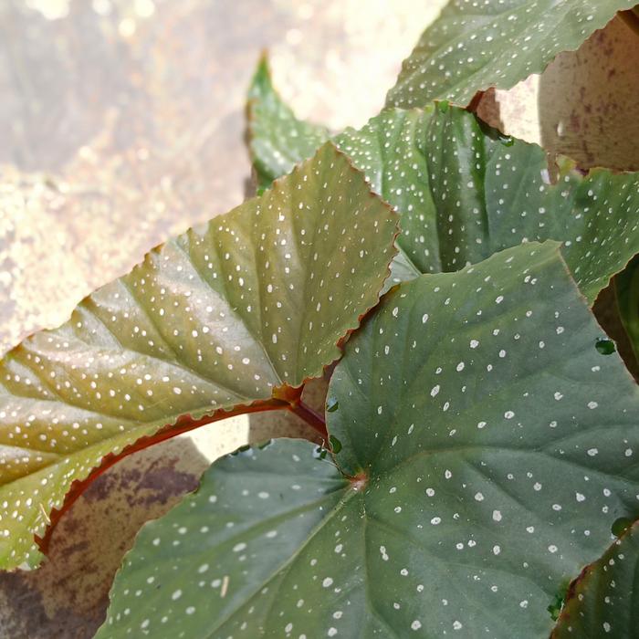 tanaman begonia polkadot mocca