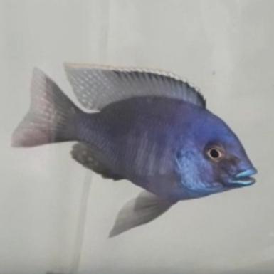 Red Flush Short Body Balloon Redflush African Cichlid