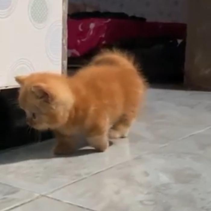 Munchkin kaki pendek cebol