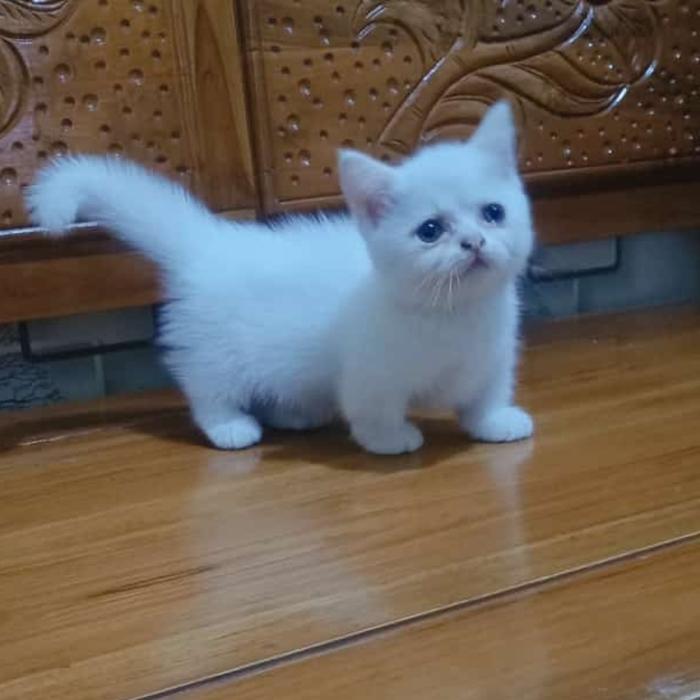 Munchkin kaki pendek cebol betina lucu
