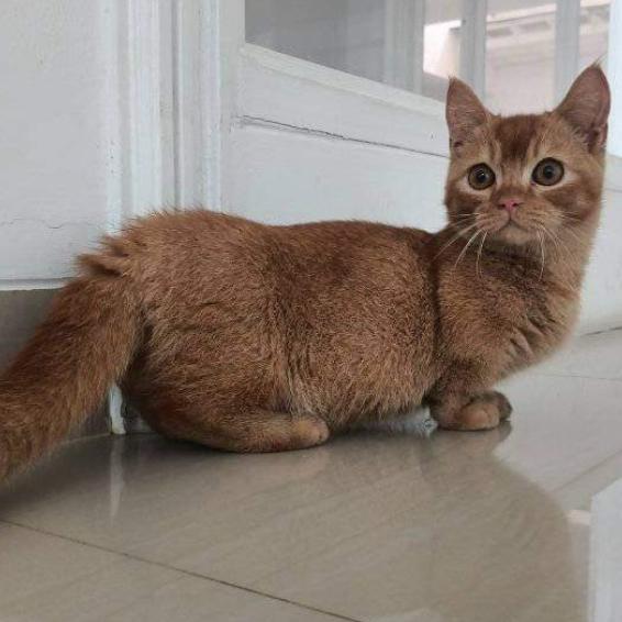 Munchkin kaki pendek cebol BSH