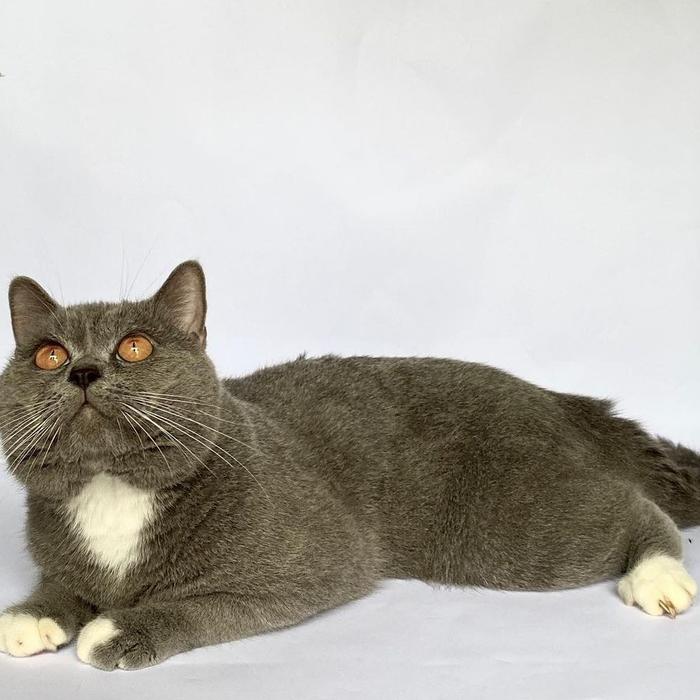 British shorthair bicolor pejantan 1.5 thn