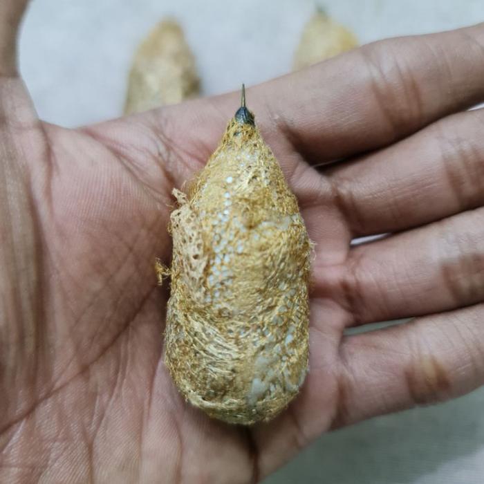 KEPOMPONG WESI KUNING BESAR