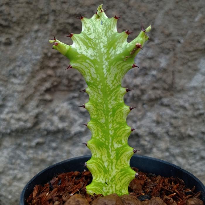 euphorbia trigona variegata