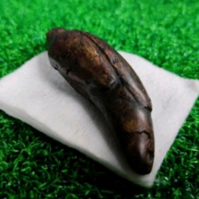 Pusaka Mustika Kembang Kantil Hitam Batu Memfosil Antik