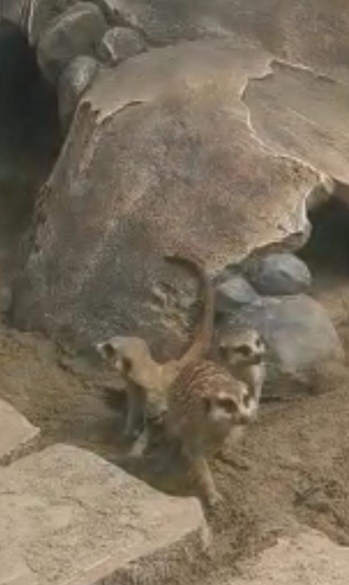 meerkat adopt me merkat usia 6 bulan