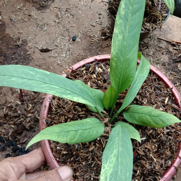 pohon anturium dasi varigata
