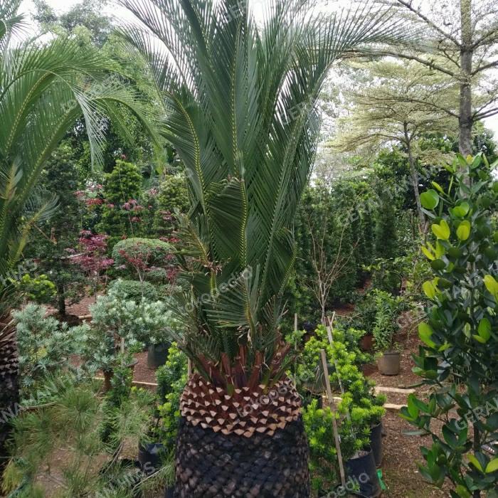 Macrozamia Moorei/Sikas Murei/Sikas Moorei/Cycads Moorei Besar