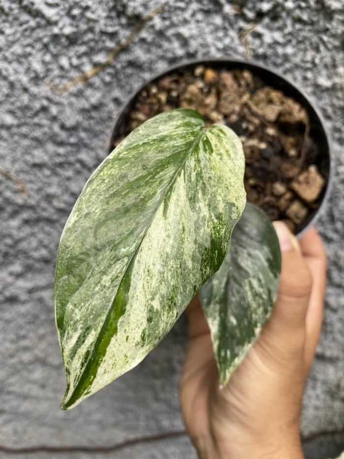 Epipremnum Sp bali Hanoman