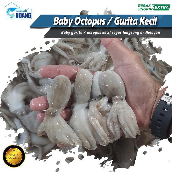 Baby octopus / baby gurita frozen /Gurita Kecil