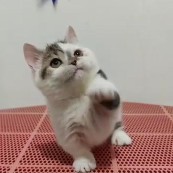 Munchkin cebol kaki pendek betina