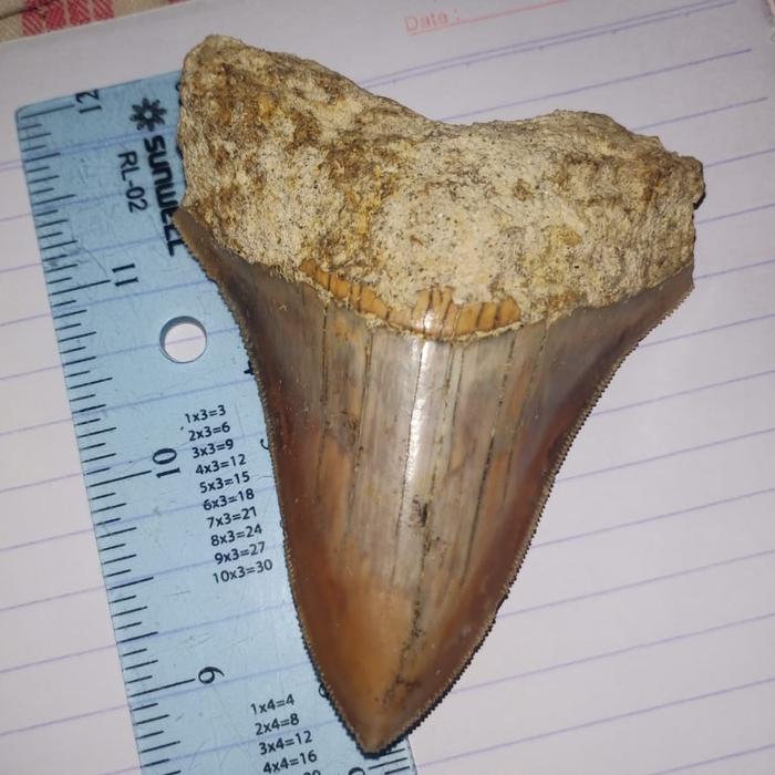 natural fossil gigi hiu - megalodon teeth