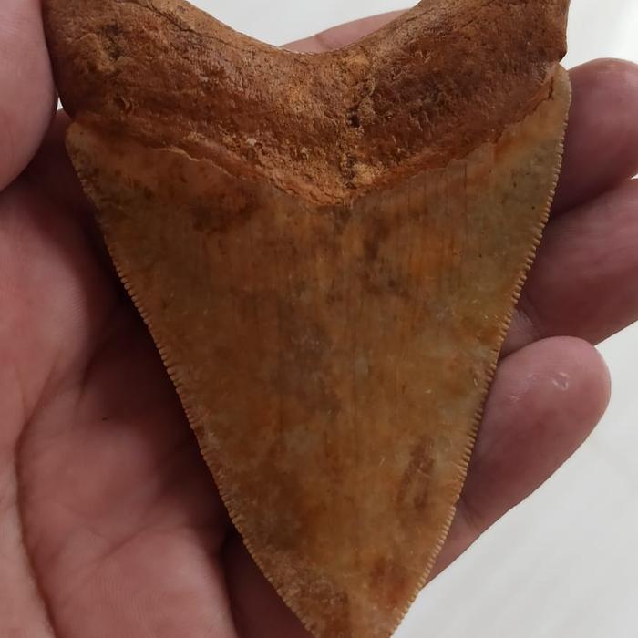 gigi hiu megalodon fosil batu