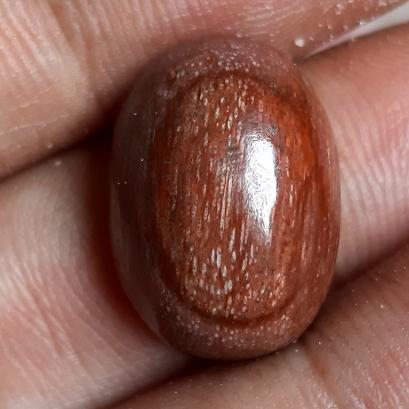FOSIL kayu kelor merah bertuah