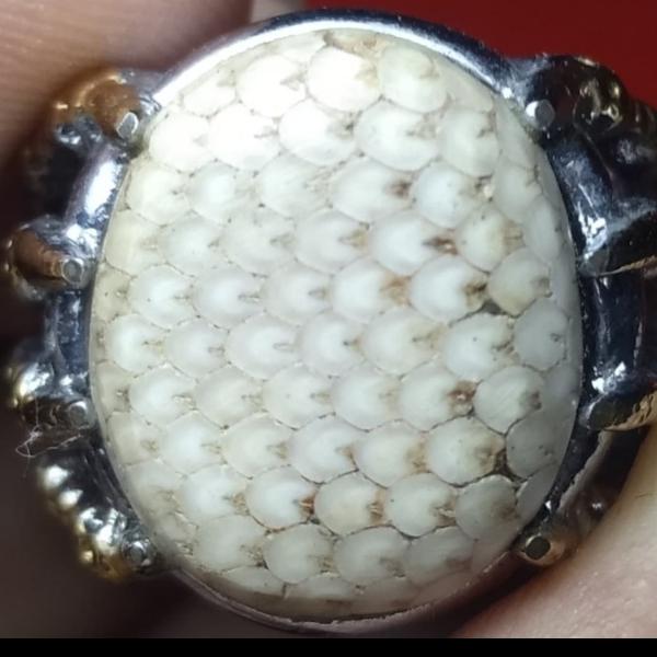 Natural batu jipen fosil sisik ular