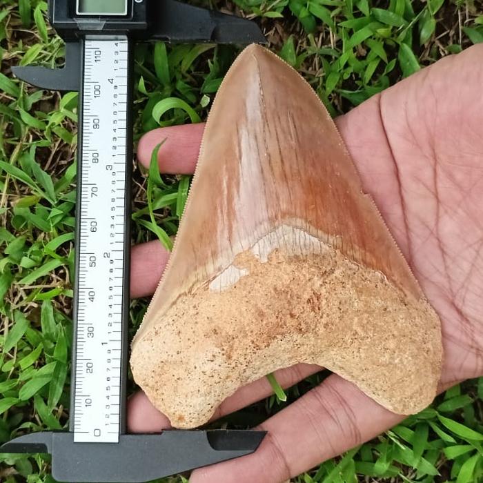 natural fosil gigi hiu megalodon mulus barang unik antik