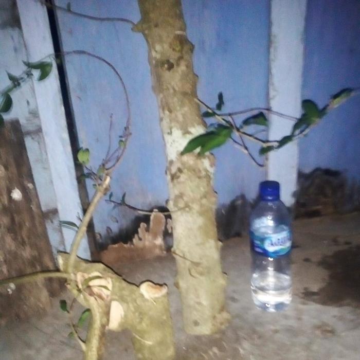Bahan Stek Anting Putri Jumbo Bahan Bonsai Anting Putri Bonggol Besar