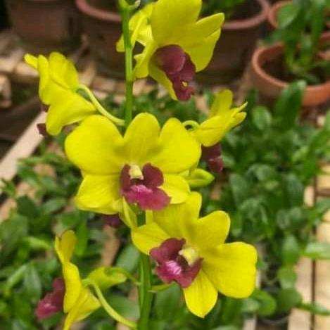 anggrek den burana Jade dewasa spike 1 pot