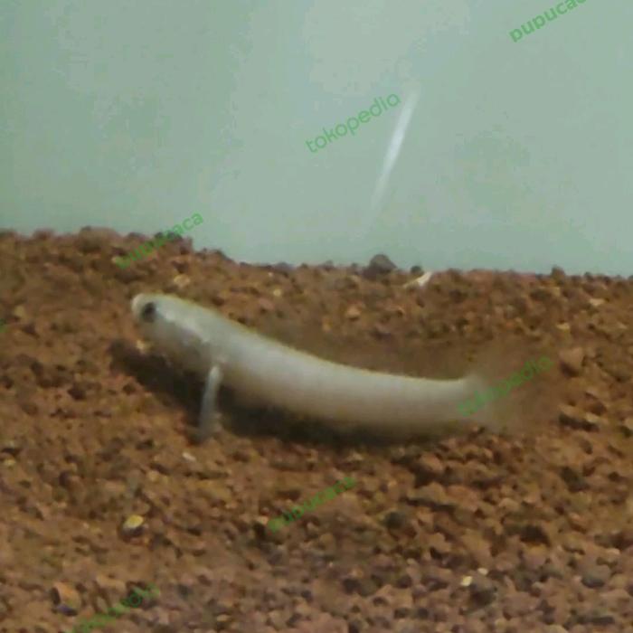 limbata leucistic Rare Limbata platinum