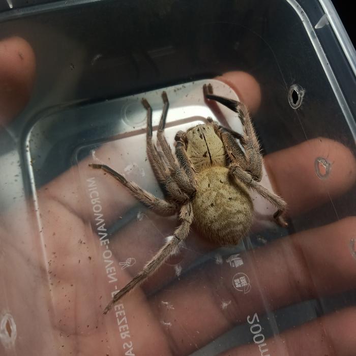 Gnathopalystes kochi