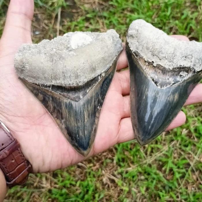 fosil gigi hiu megalodon indonesia natural batu