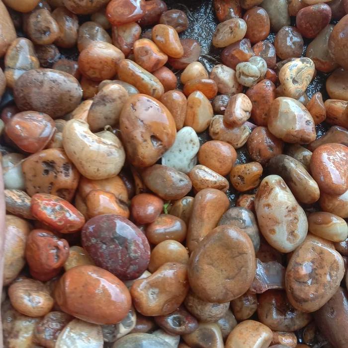 Bahan Batu Anggur Cimpago Akik Chimpago Merah isi 8-9