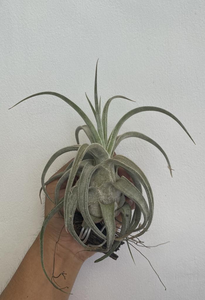 tillandsia lucille