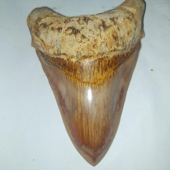 fosil gigi hiu megalodon purba natural