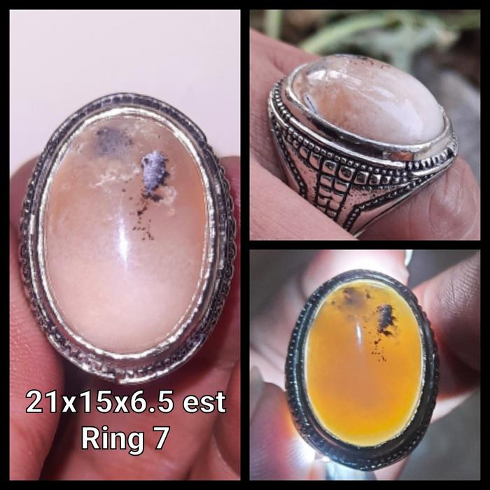 Bacan doko Obi Putih asli ternate