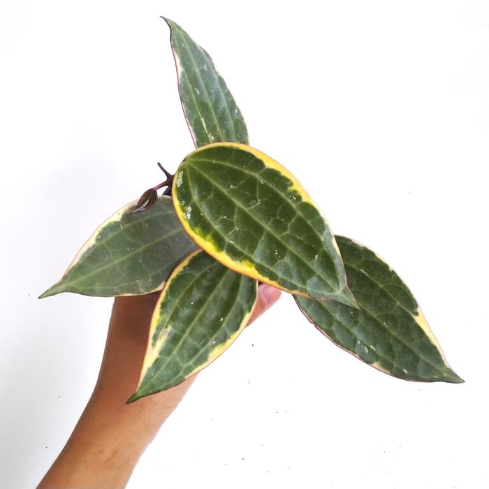 Hoya Latifolia / Macrophylla albo marginata / variegata